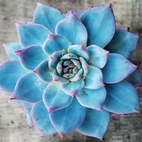 Amazing Blue Succulents For Your Home Plantly