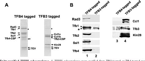 Figure 3 From Revised Subunit Structure Of Yeast Transcription Factor