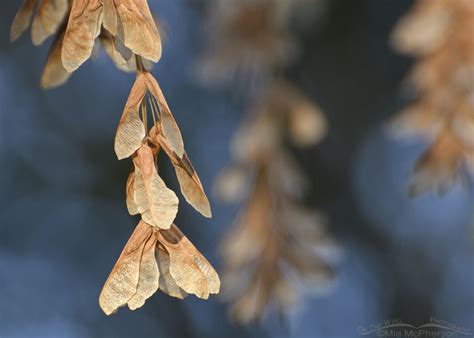 Box Elder Seeds And Water Birch Leaves Mia Mcpherson S On The Wing Photography