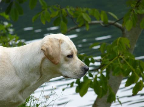 Chien Labrador Retriever Emmie Sans Affixe