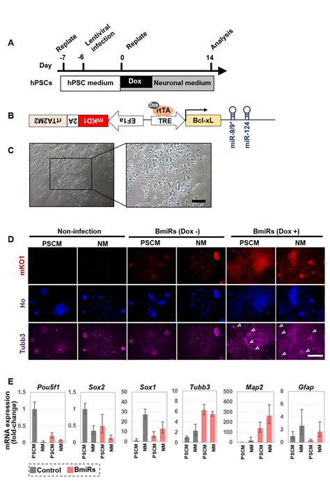 Bcl Xl Genes Bmirs Expression Alone Promotes Neural Differentiation