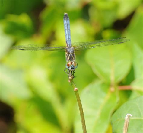 A Wandering Naturalist: Florida: Some Florida Dragonflies