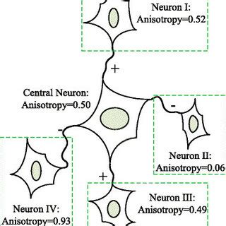 A diagrammatic illustration of a visual cortical neuron and its four... | Download Scientific ...