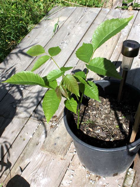 Germinating walnut tree