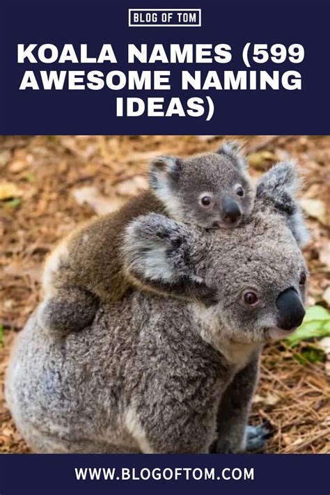 Cute Koala Names For Your Next Naming Project