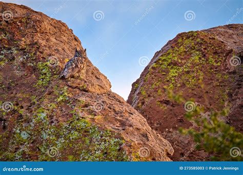 Female Great Horned Owl Setting Rock Formations At City Of Rocks State