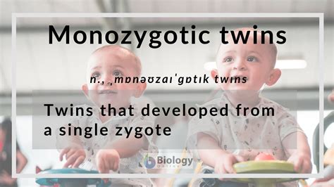 Monozygotic twins Definition and Examples - Biology Online Dictionary