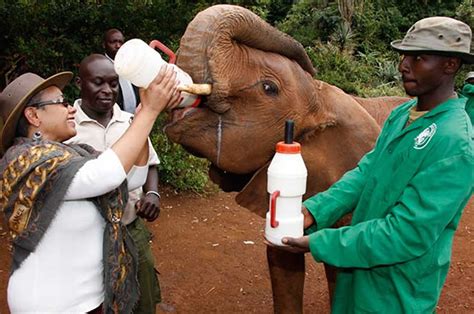 Visit Sheldrick Elephant Orphanage Of Kenya Africa Travel Blog