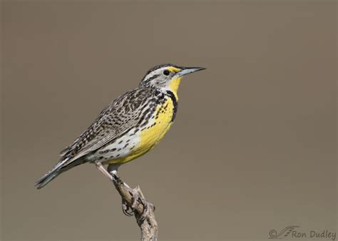 Western Meadowlark Triple Wing Stretch Feathered Photography