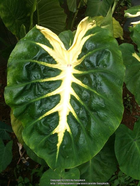 Elephant Ears (Colocasia): Plant Care and Collection of Varieties ...