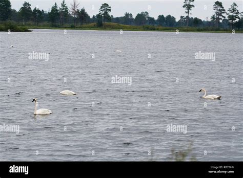 Geese Seney National Wildlife Refuge Michigan Stock Photo Alamy