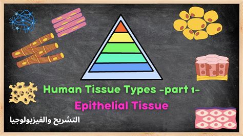 Anatomy Physiology 7 epithelial tissue أنواع النسج الجزء الاول