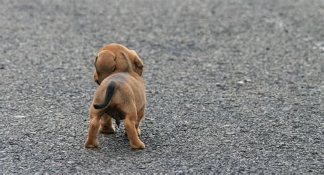 Cómo Calmar a un Perro que Sufre de Ansiedad Consejos para tu