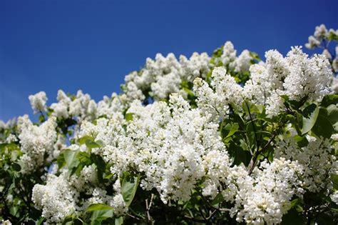 白い花が咲く木45選を季節ごとに紹介木の名前がわかります LOVEGREEN ラブグリーン