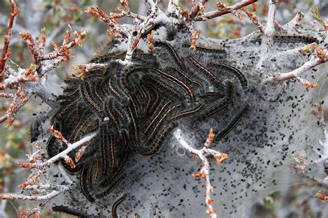 What Are The Caterpillars That Fall Out Of Oak Trees