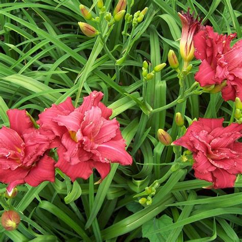 Hemerocallis ‘double Pardon Me Kiefer Nursery Trees Shrubs Perennials