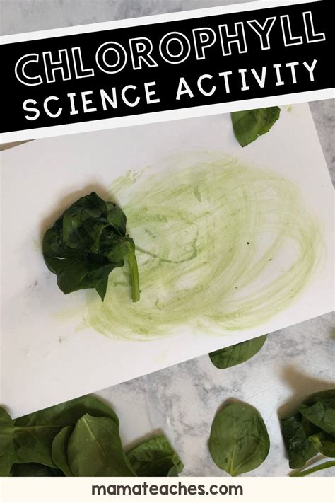 Stem Chlorophyll Science Activity Mama Teaches