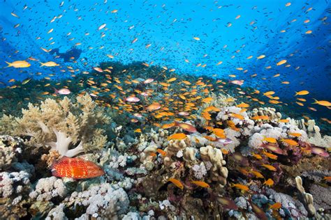 Egypt Red Sea Coral Reefs