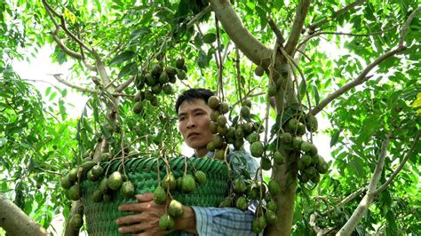 Harvesting Toad Fruit Goes To The Market Sell Make Garden Solo