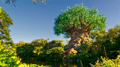 Tree Of Life Animal Kingdom Attractions Walt Disney World Resort