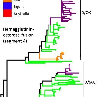 Maximum Likelihood Phylogeny Of Bonv The Tree Is Midpoint Rooted