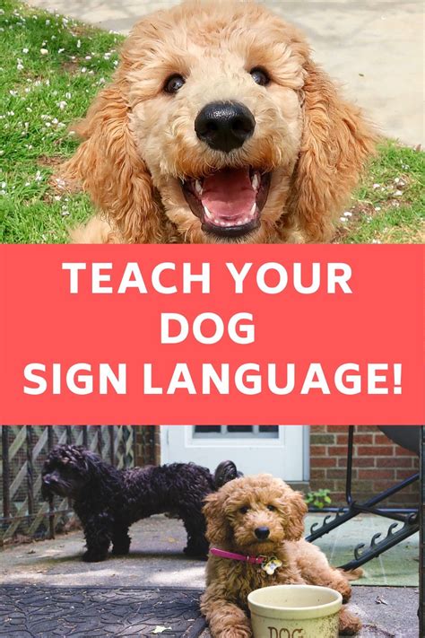 Detailed Training Guide to Teach Dogs Sign Language