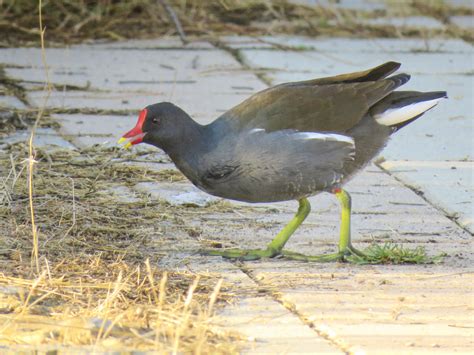 locutapaco Gallineta común o polla de agua Gallinula chloropus