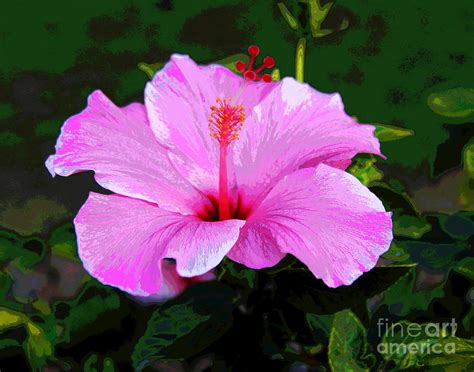 Pik Ochid Photograph By Larry Oskin Fine Art America