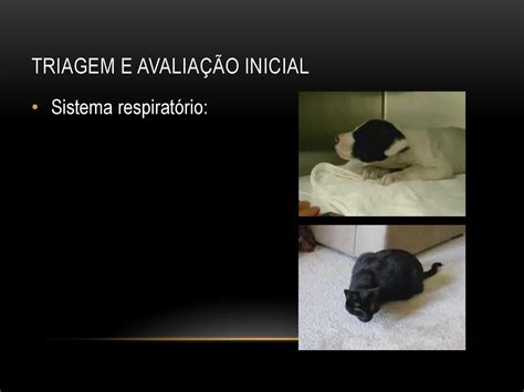 EMERGÊNCIAS MÉDICO VETERINÁRIAS ppt carregar