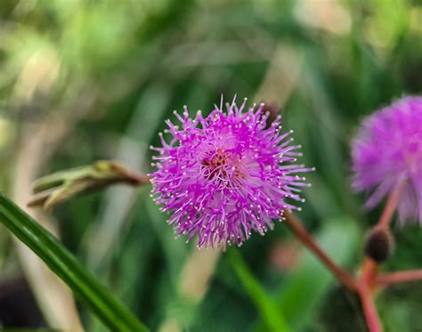 Mimosa Strigillosa Um Membro Da Fam Lia Original E Perene Da Ervilha