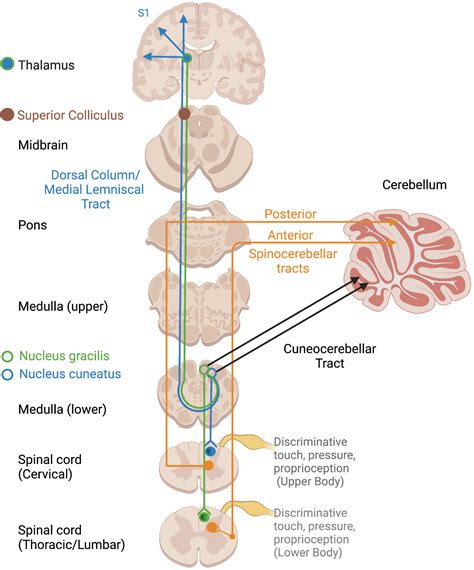 Somatic Sensory Input