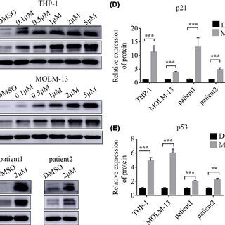 Mln Activated The P Signaling Pathway In Aml Cells A B In Thp