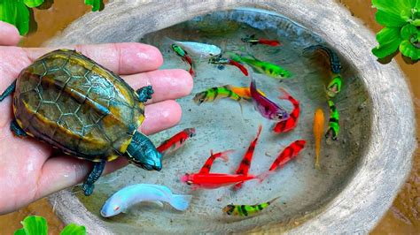 Menangkap Ikan Hias Ikan Cupang Ikan Koi Ikan Lele Ikan Glofish