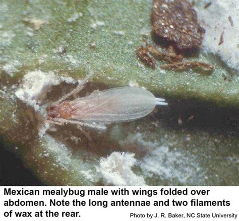 Mealybugs Nc State Extension Publications