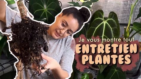 Grosse séance entretien plante rempotage de la queen anthurium et