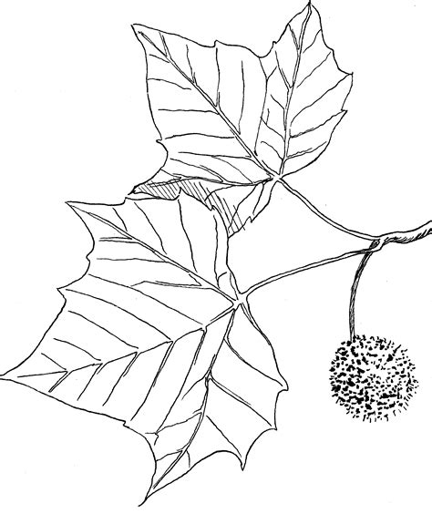 Sycamore Tree Drawing at GetDrawings | Free download