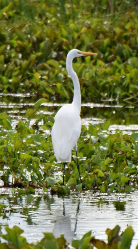 Louisiana Wildlife Photos | Airboat Adventures | New Orleans Swamp Tour