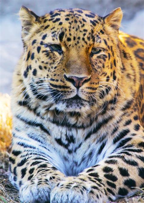 Jaguar stock image. Image of hunting, carved, beautiful - 62799969