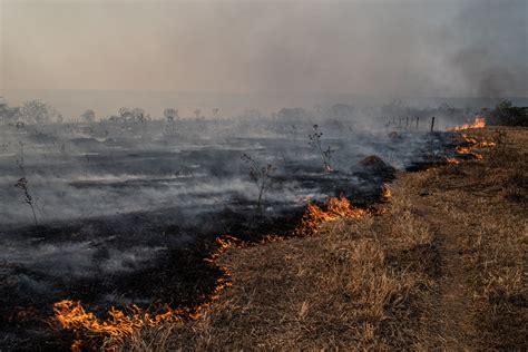 The Cerrado crisis: Brazil’s deforestation frontline | Global Witness