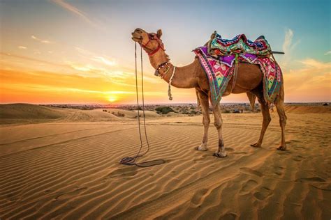 4K Desert Camels Sunrises And Sunsets Sand HD Wallpaper Rare Gallery