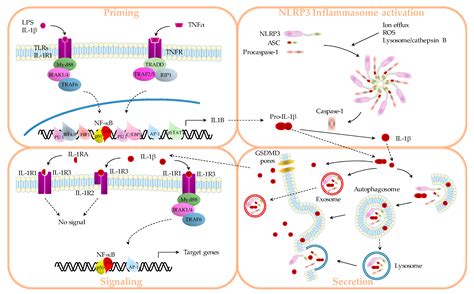 Cancers Free Full Text Interleukin 1β And Cancer