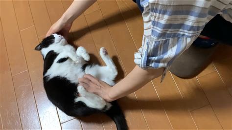 猫 お腹 撫でる 279709 猫 お腹 撫でる 好き Mbaheblogjpirbm