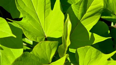 16 Edible Greens For The Tropical Garden Homesteadinʻ Hawaiʻi