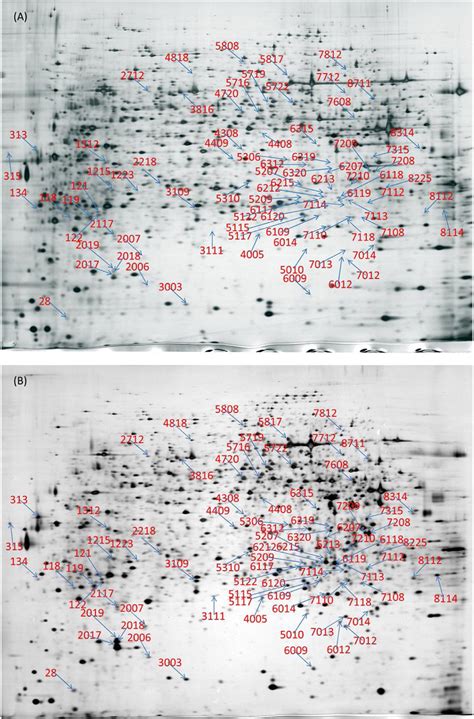 Scielo Brasil Comparative Proteomic Analyses Of Hyphozyma