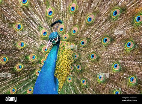 Portrait Of Beautiful Peacock With Feathers Out Stock Photo Alamy