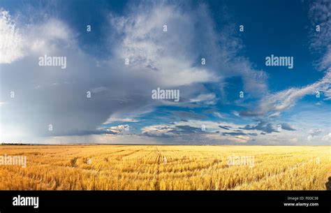 Saskatchewan Wheat Field Hi Res Stock Photography And Images Alamy