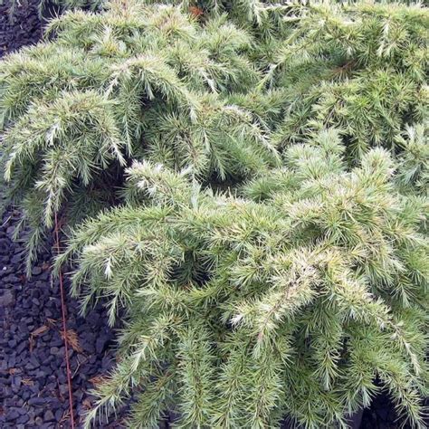 Cedrus Libani Urban Tree Farm Nursery