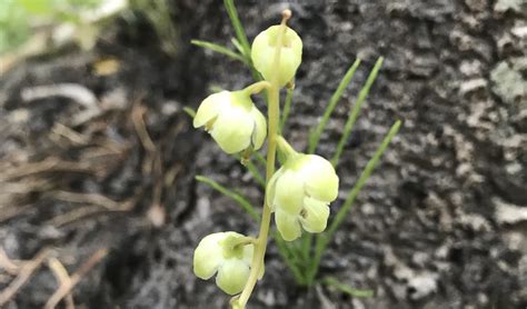 Green Flowered Wintergreen Colorados Wildflowers