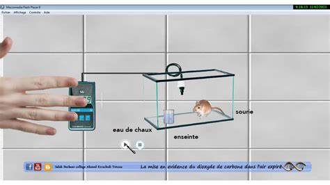 La Mise En Vidence Des Changes Gazeux Respiratoires Chez Les Animaux