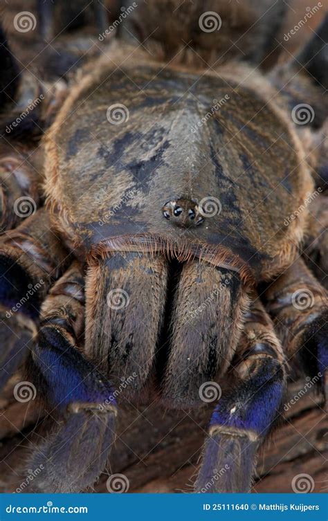 Cobalt Blue Tarantula stock photo. Image of spider, rainforest - 25111640